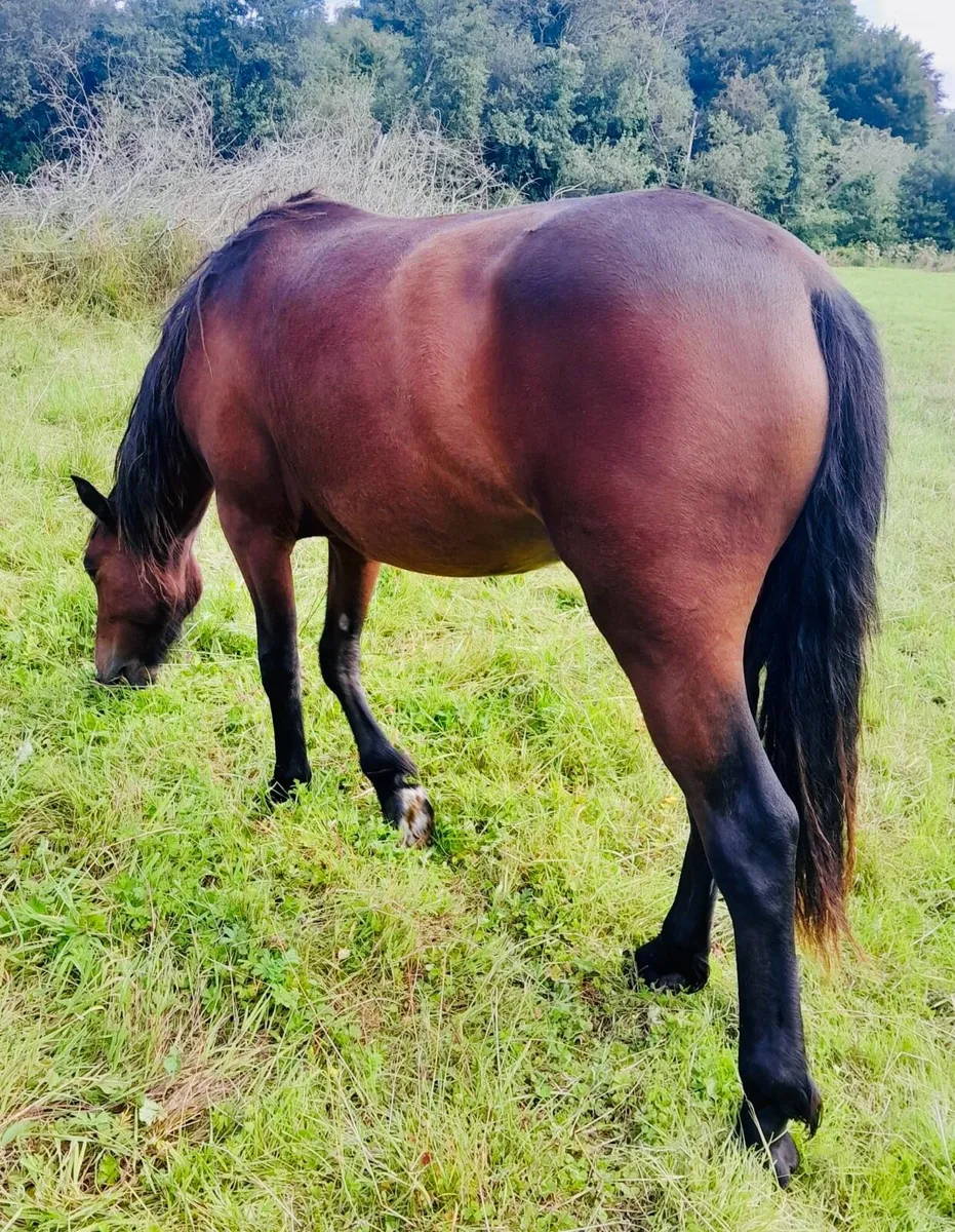 Connemara Gelding - Image 4