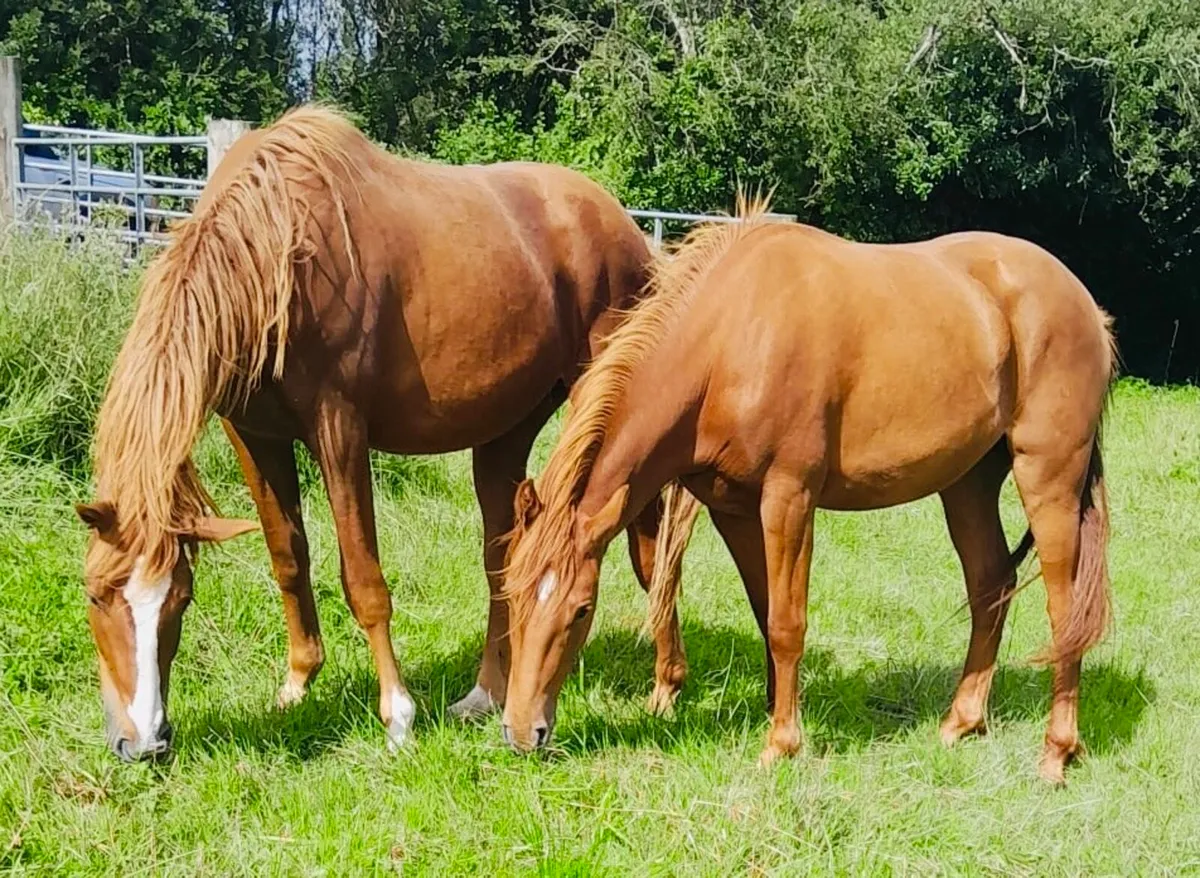 Chestnut Sport Horse - Image 1