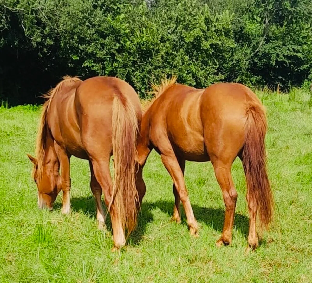 Chestnut Sport Horse - Image 2