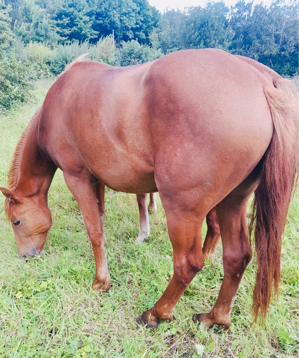 Chestnut Sport Horse - Image 3
