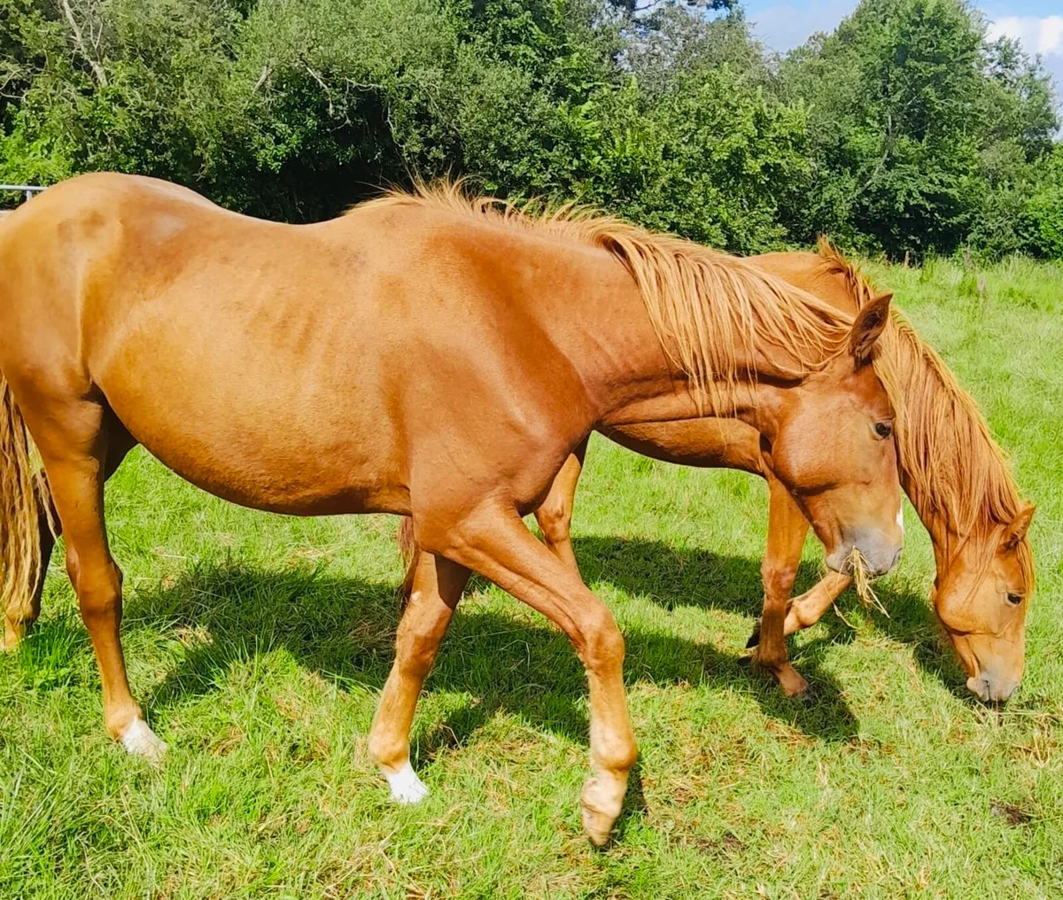 Chestnut Sport Horse - Image 4