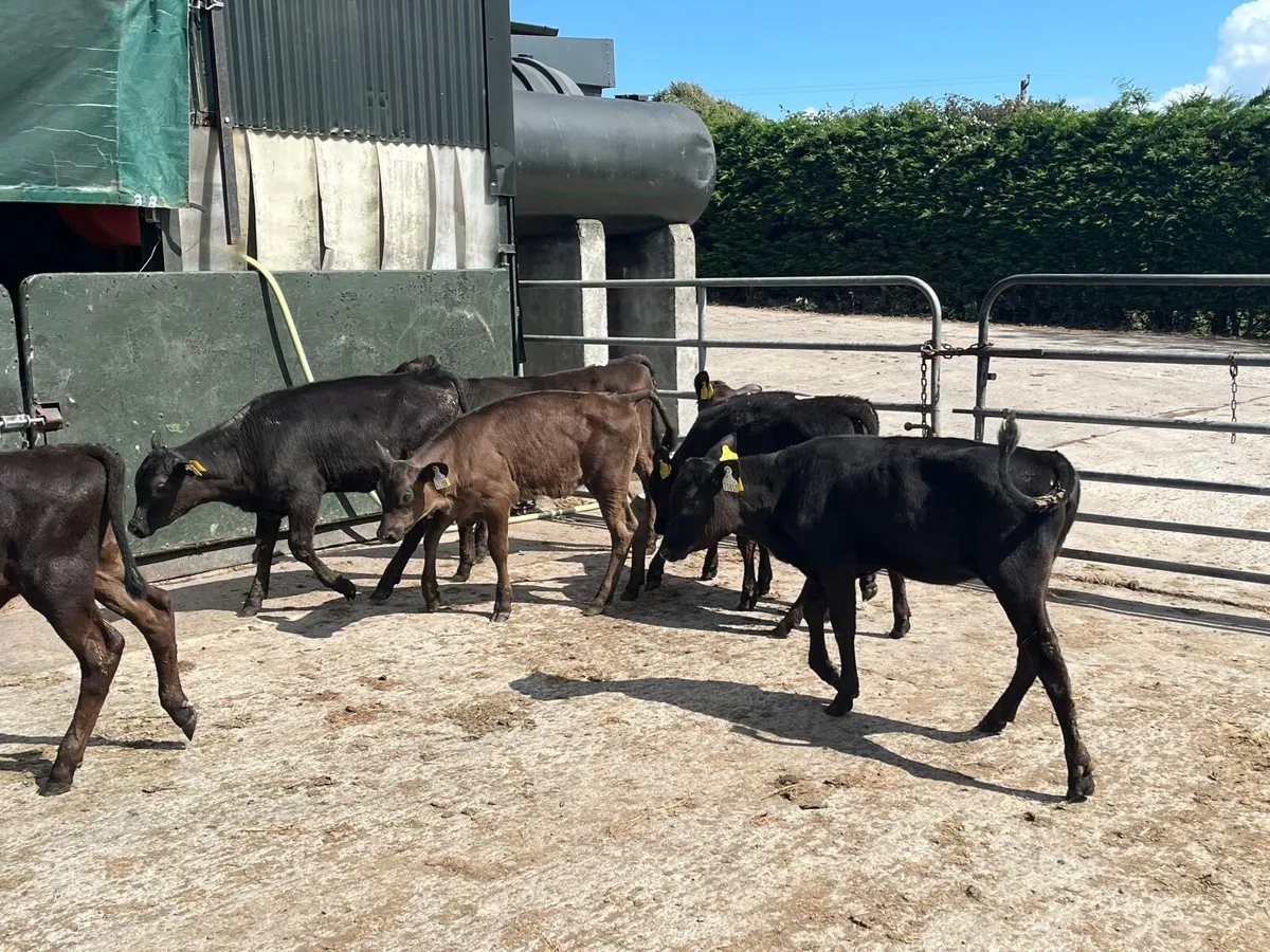9 four months old Angus heifers - Image 1