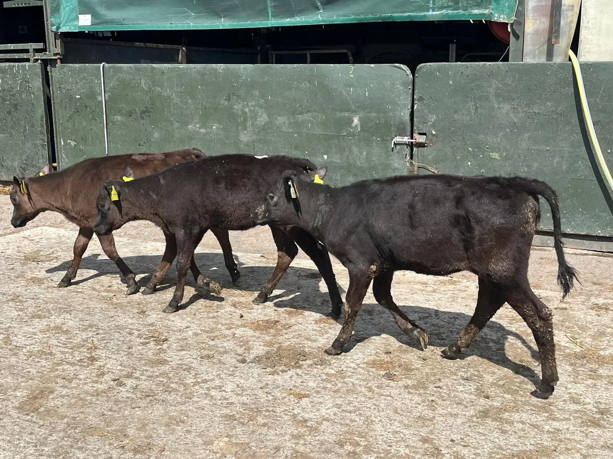 9 four months old Angus heifers - Image 2
