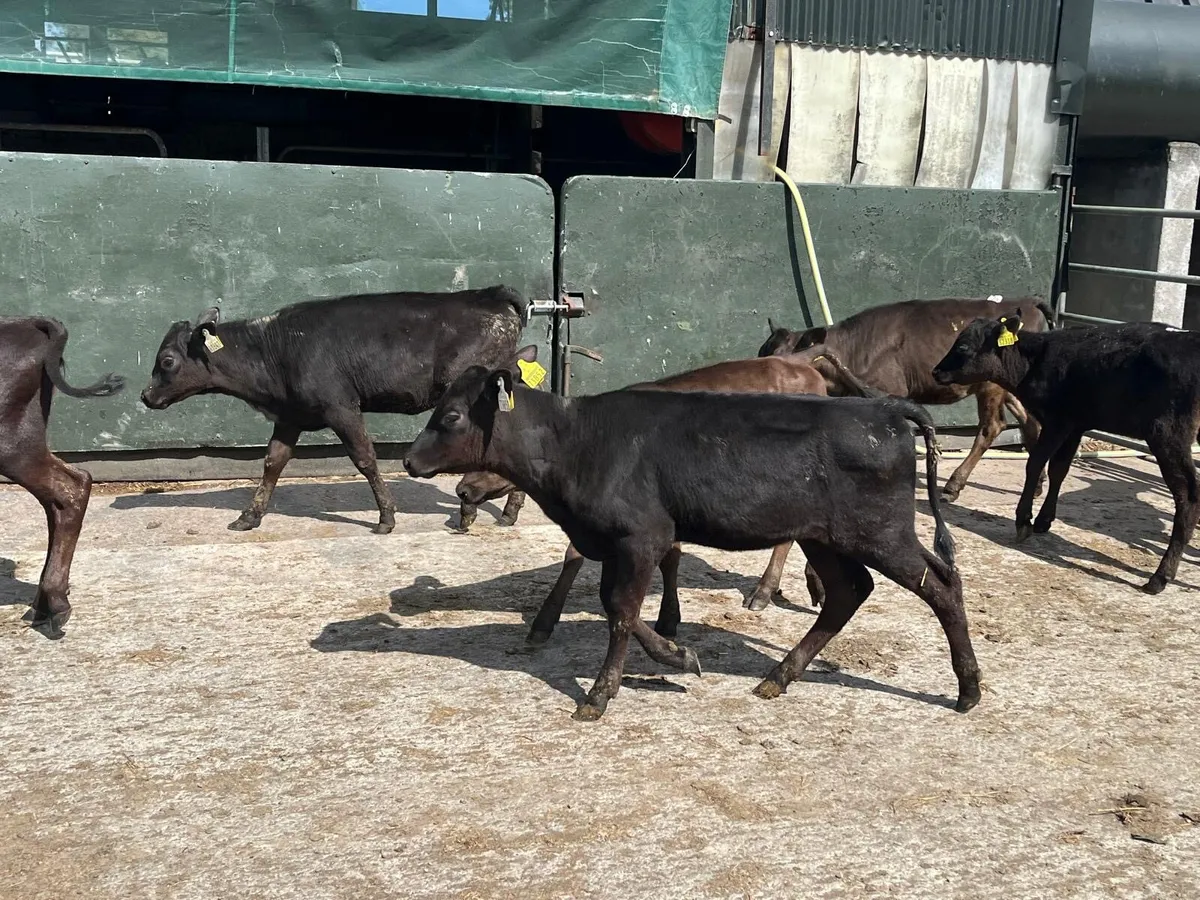 9 four months old Angus heifers - Image 3