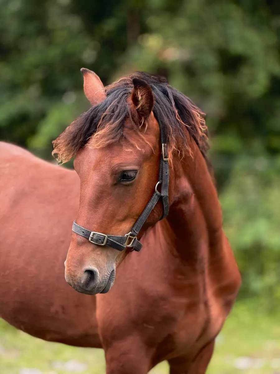 Yearling Connemara Colts for sale - Image 1