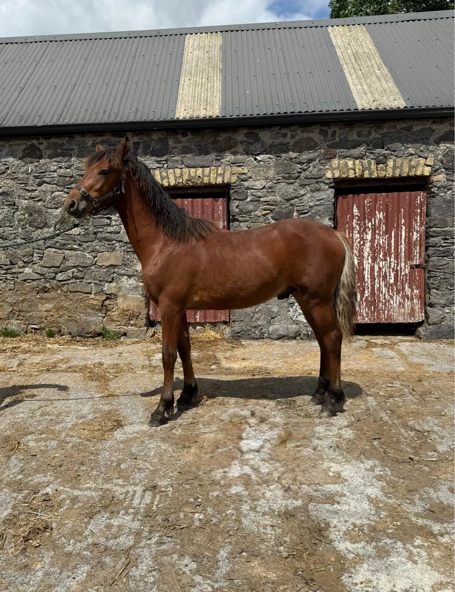 Yearling Connemara Colts for sale - Image 2