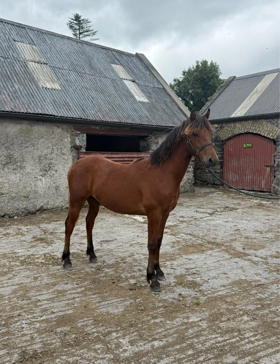 Yearling Connemara Colts for sale - Image 3