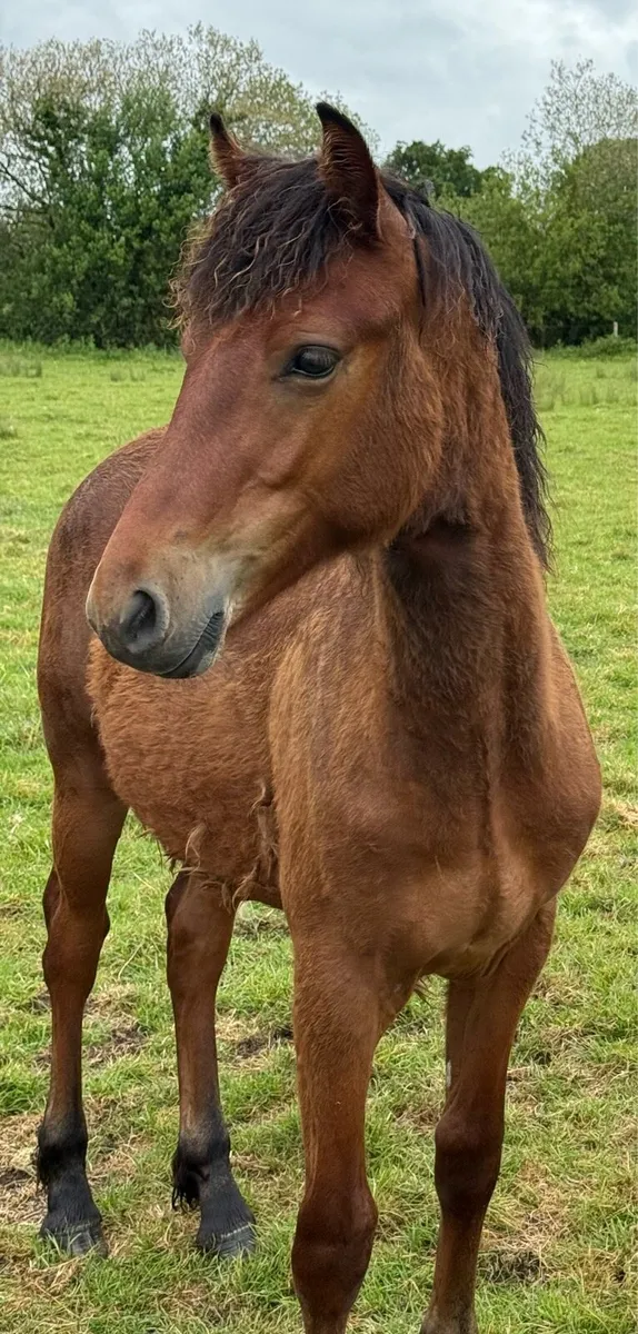 Yearling Connemara Colts for sale - Image 4