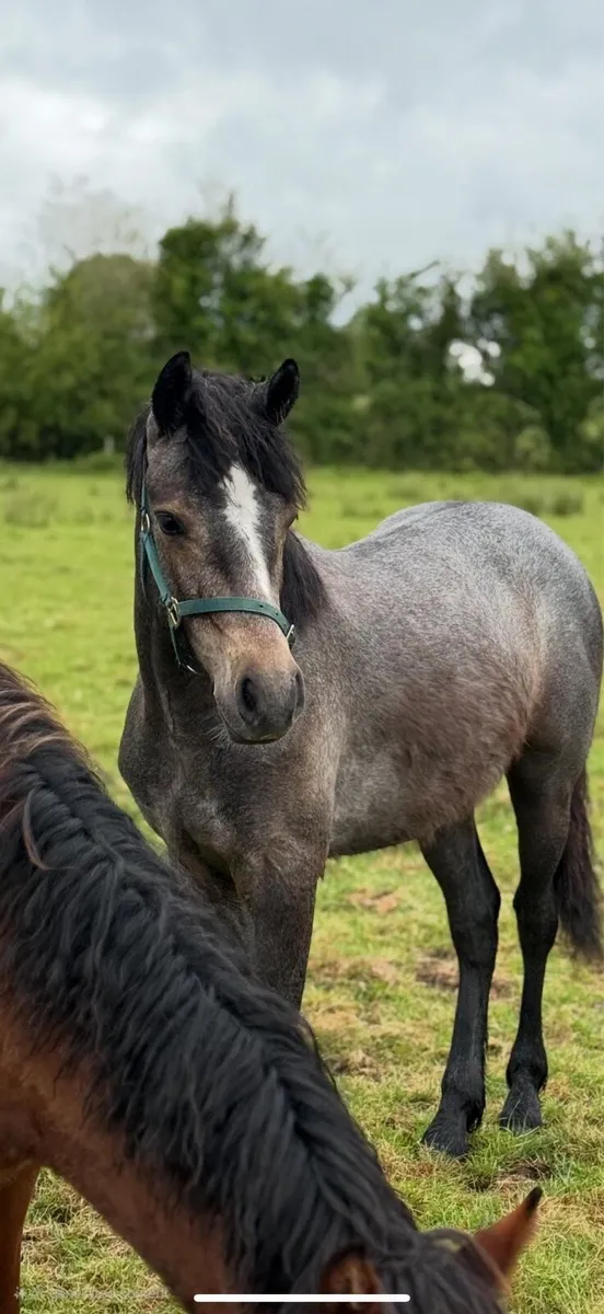 Yearling Connemara Gelding for sale - Image 1