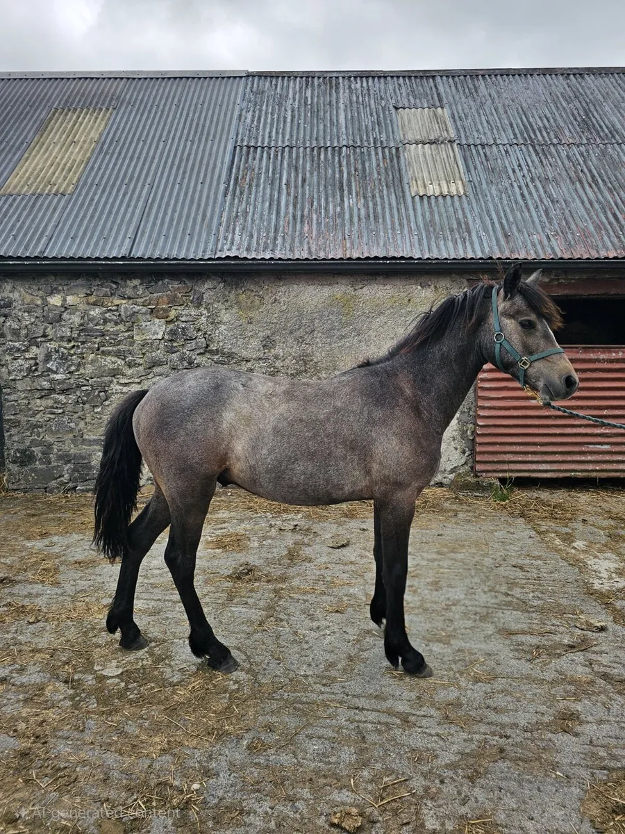 Yearling Connemara Gelding for sale - Image 2