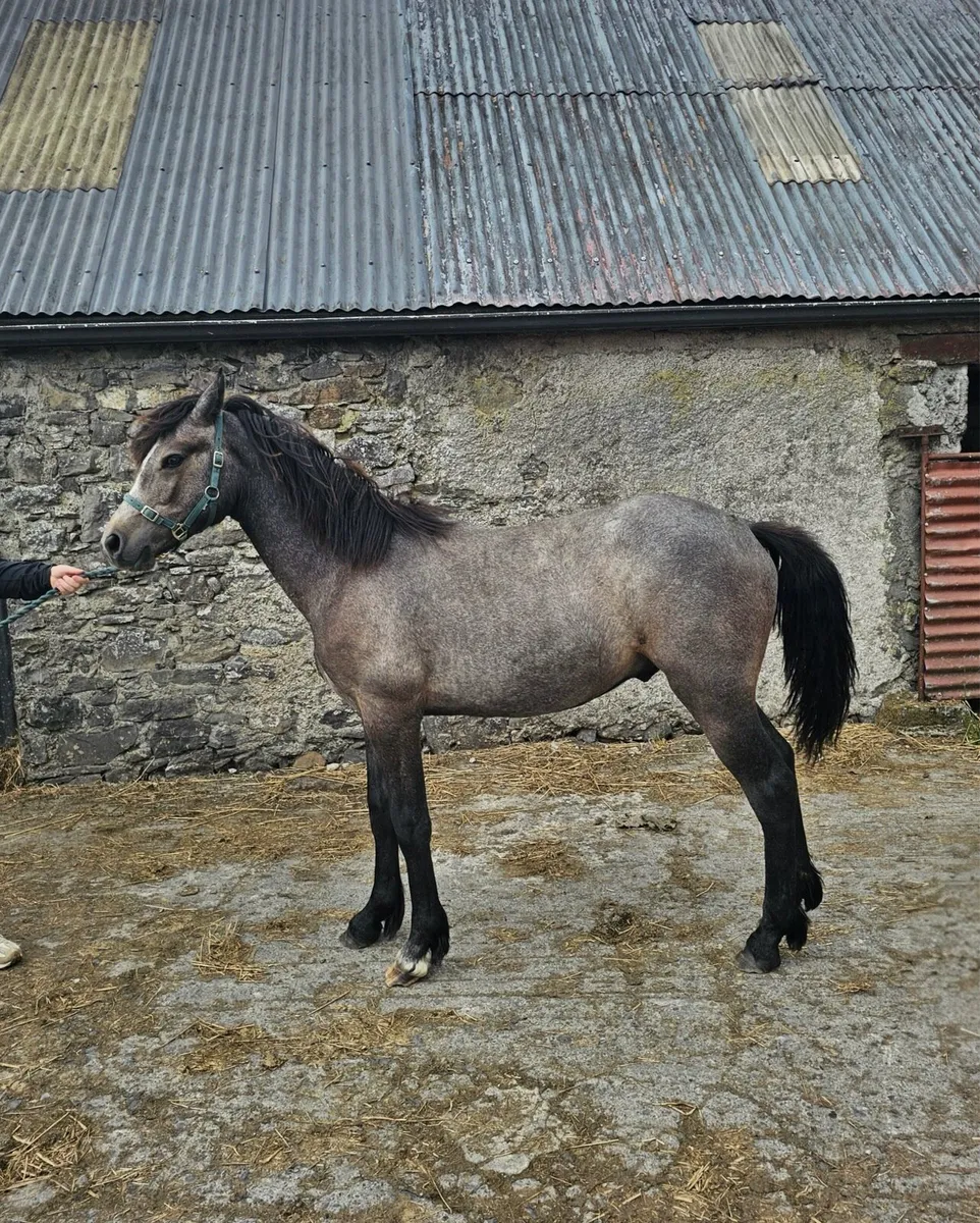 Yearling Connemara Gelding for sale - Image 3