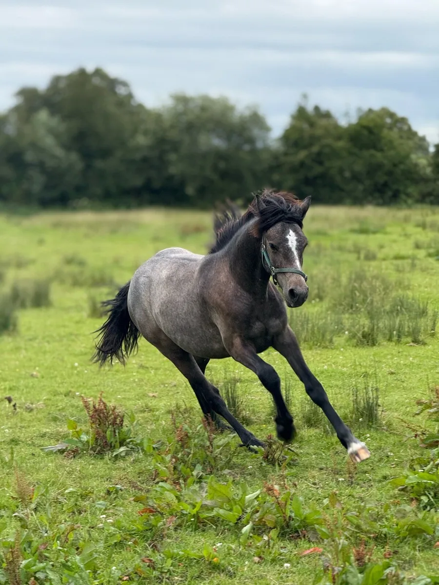 Yearling Connemara Gelding for sale - Image 4