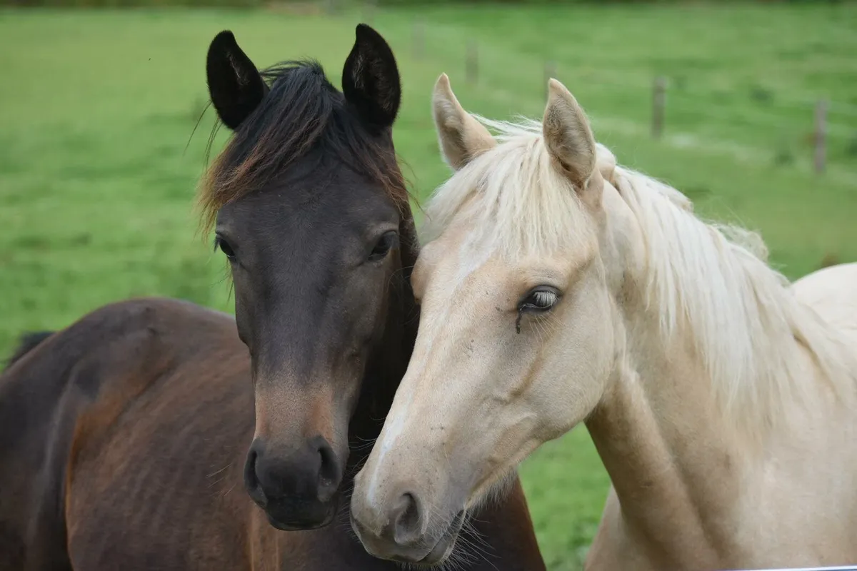 Selection of ponies for sale - Image 4