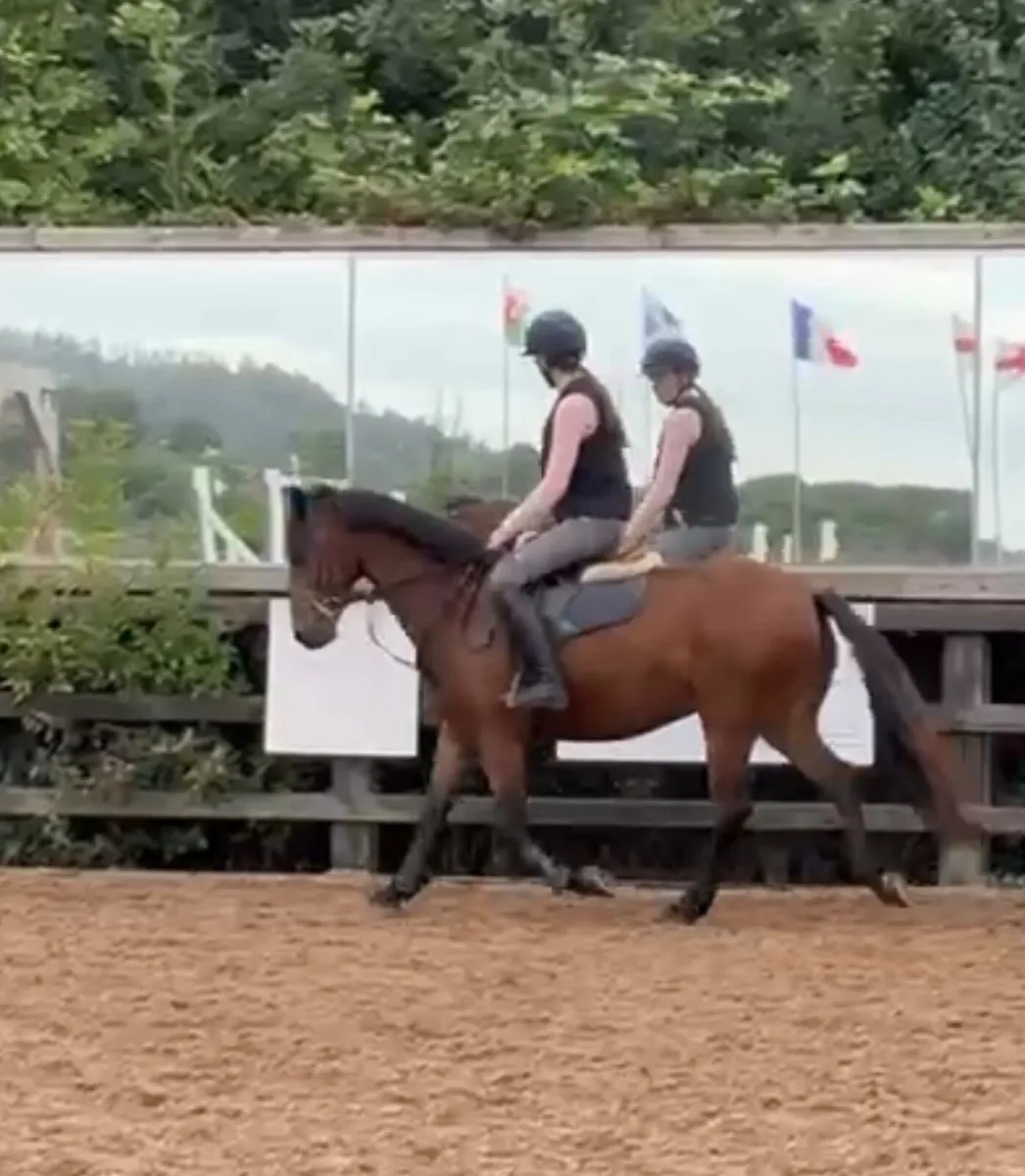 13.2 Connemara Pony - very safe - Image 1