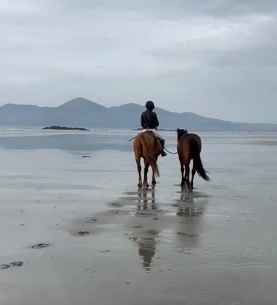 13.2 Connemara Pony - very safe - Image 2