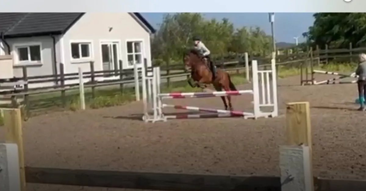 13.2 Connemara Pony - very safe - Image 3