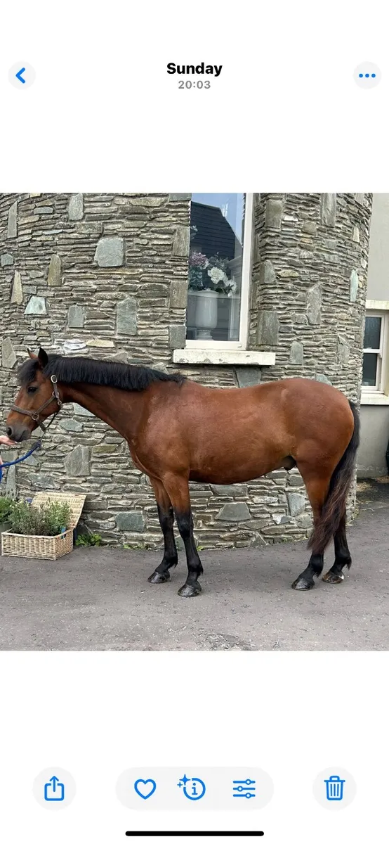 13.2 Connemara Pony - very safe - Image 1