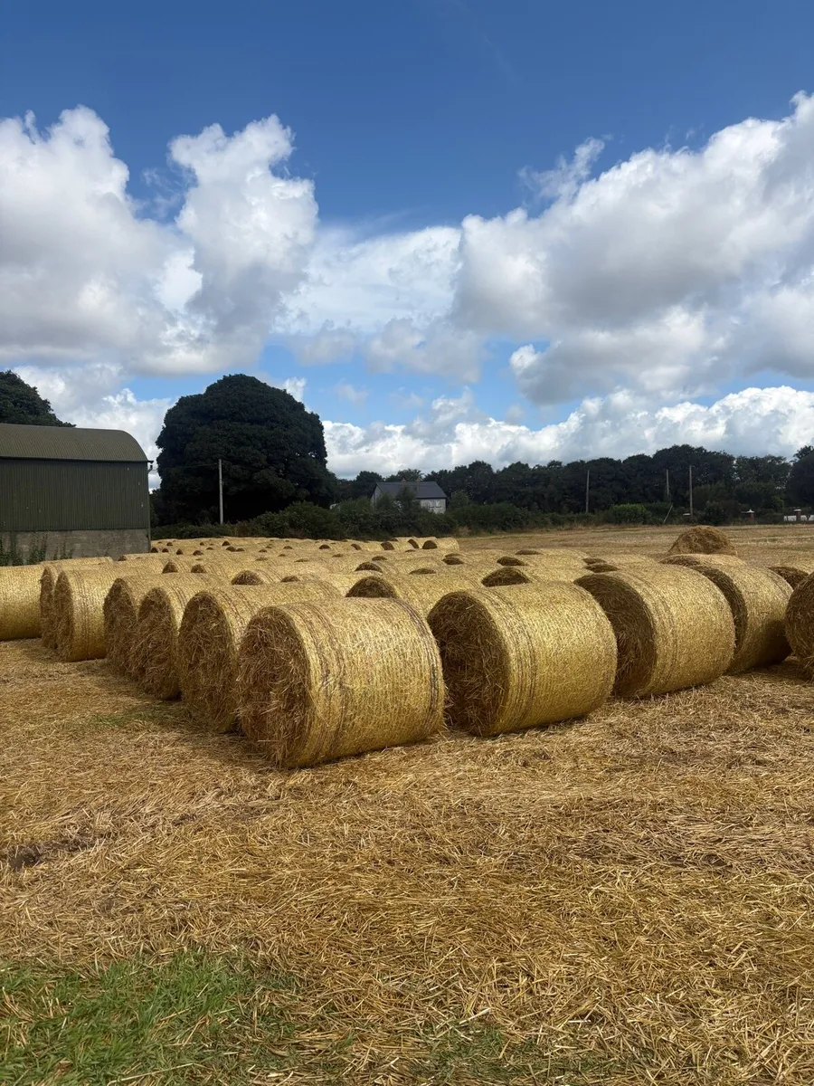 Winter barley straw