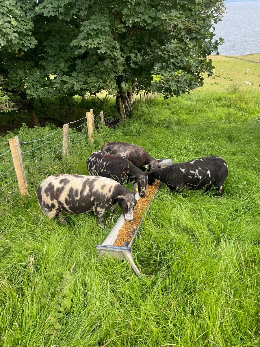 Dutch Spotted Ewes - Image 1