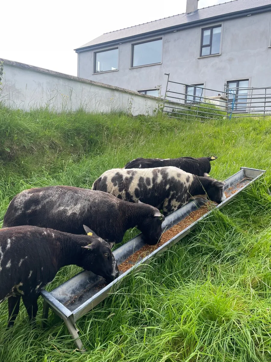 Dutch Spotted Ewes - Image 2