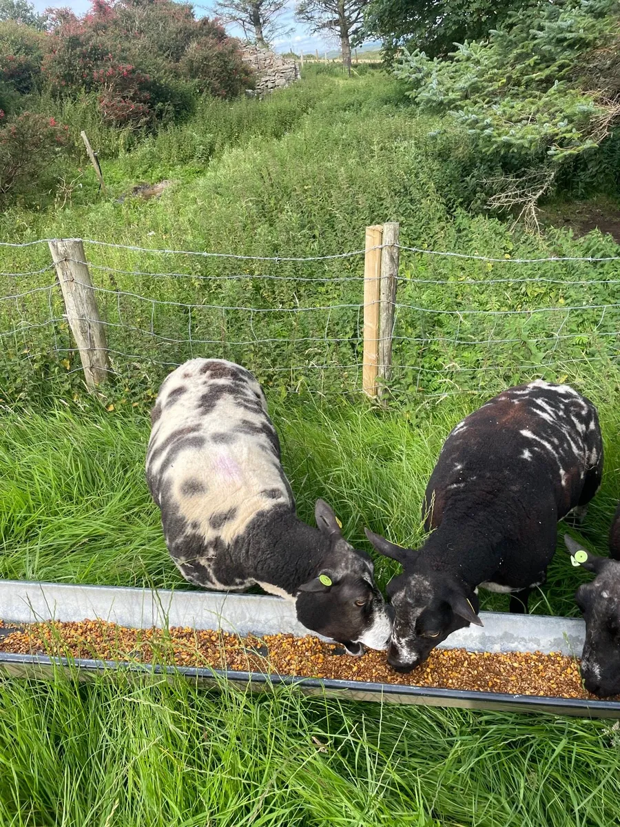 Dutch Spotted Ewes - Image 3