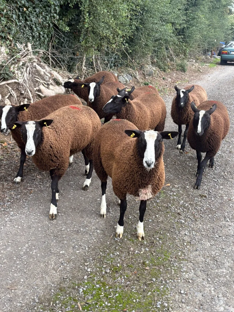 Zwartble Ewe lambs - Image 1