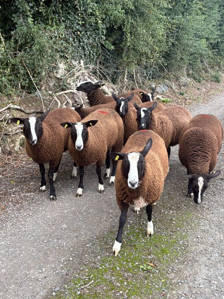 Zwartble Ewe lambs - Image 2