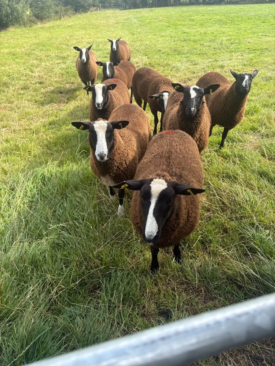 Zwartble Ewe lambs - Image 3