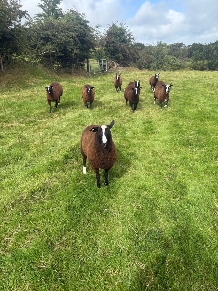 Zwartble Ewe lambs - Image 4