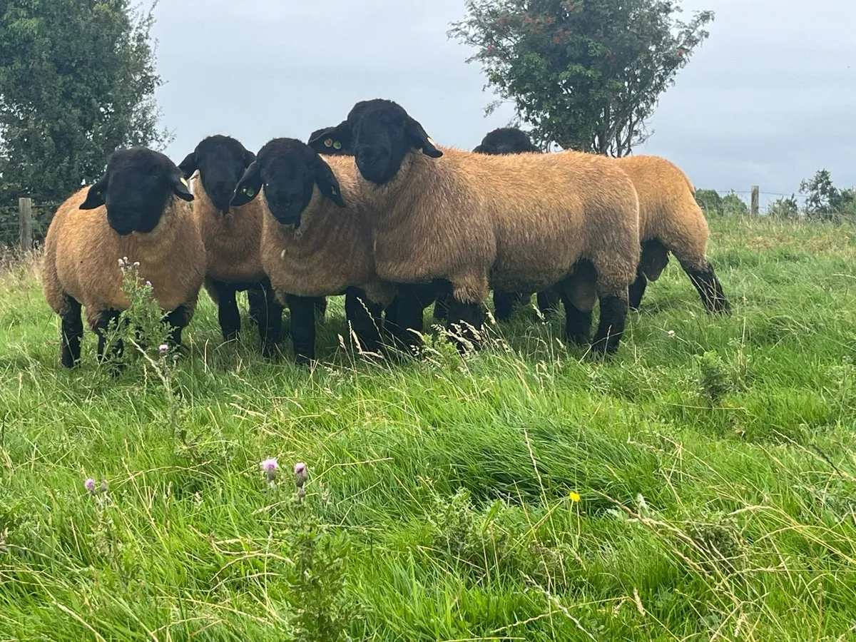 Saturday Roscommon Mart Suffolk Rams - Image 1