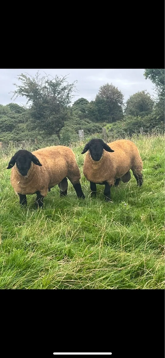 Saturday Roscommon Mart Suffolk Rams - Image 2