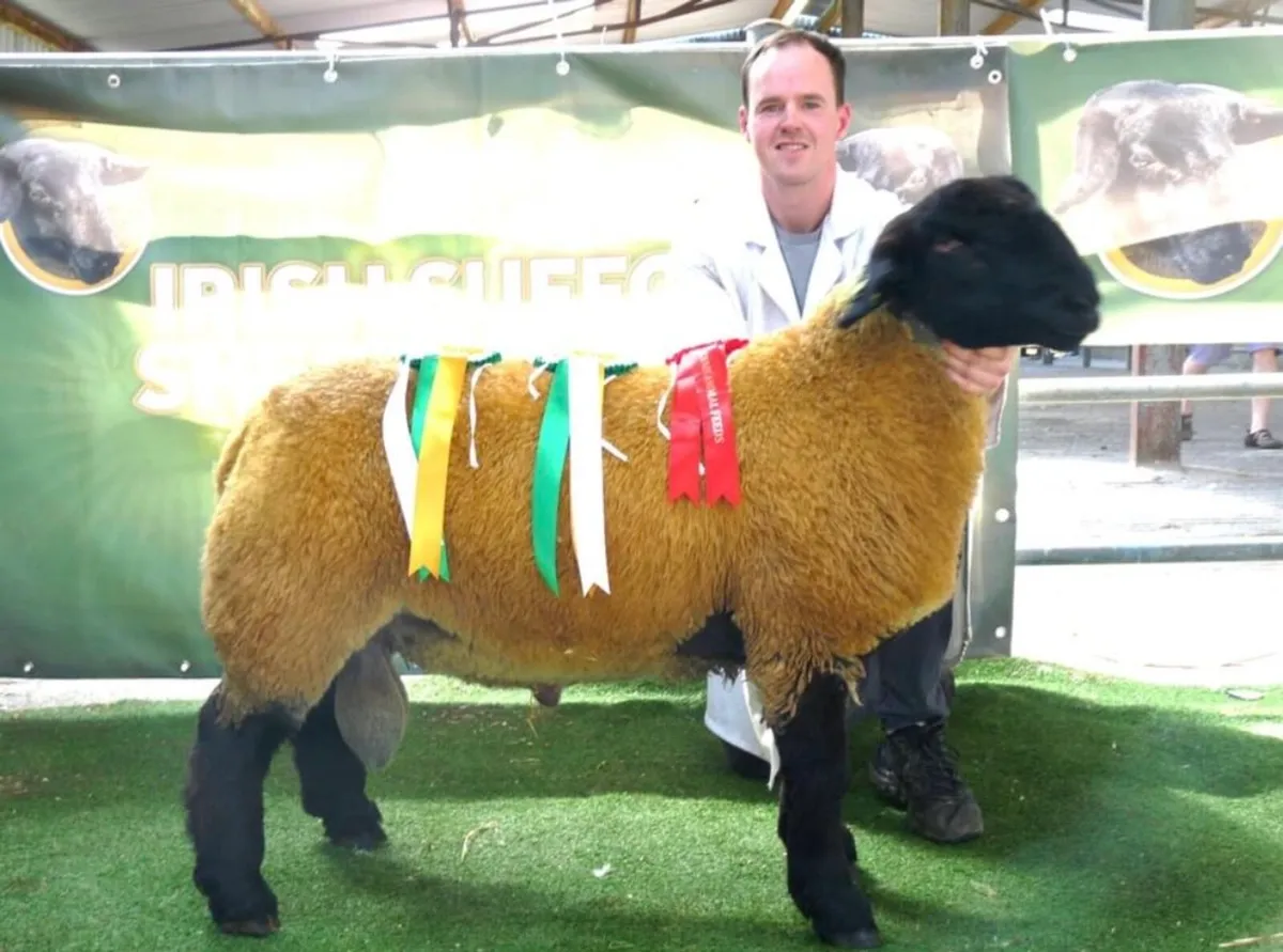 Saturday Roscommon Mart Suffolk Rams - Image 3