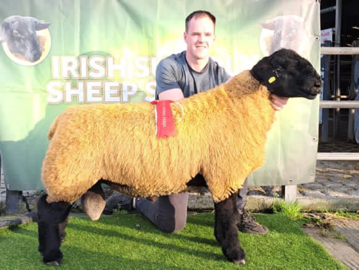 Saturday Roscommon Mart Suffolk Rams - Image 4