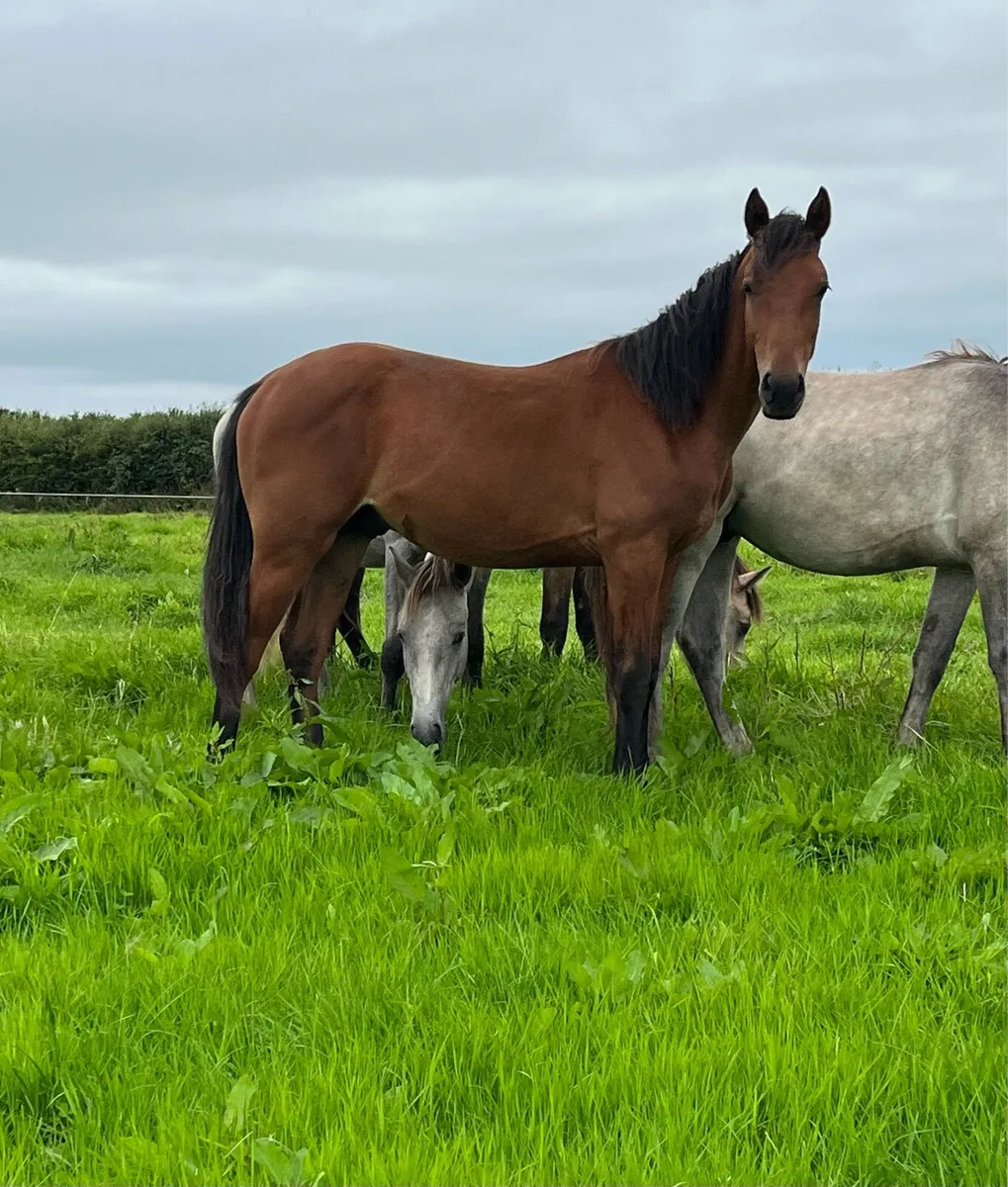 Connemara Cross Irish Draft Yearling Colt - Image 1