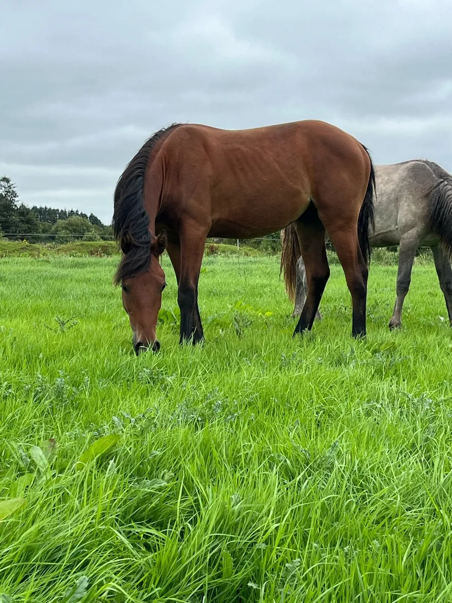 Connemara Cross Irish Draft Yearling Colt - Image 2