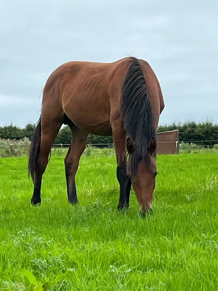 Connemara Cross Irish Draft Yearling Colt - Image 3
