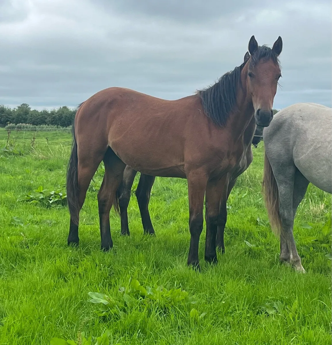 Connemara Cross Irish Draft Yearling Colt - Image 4
