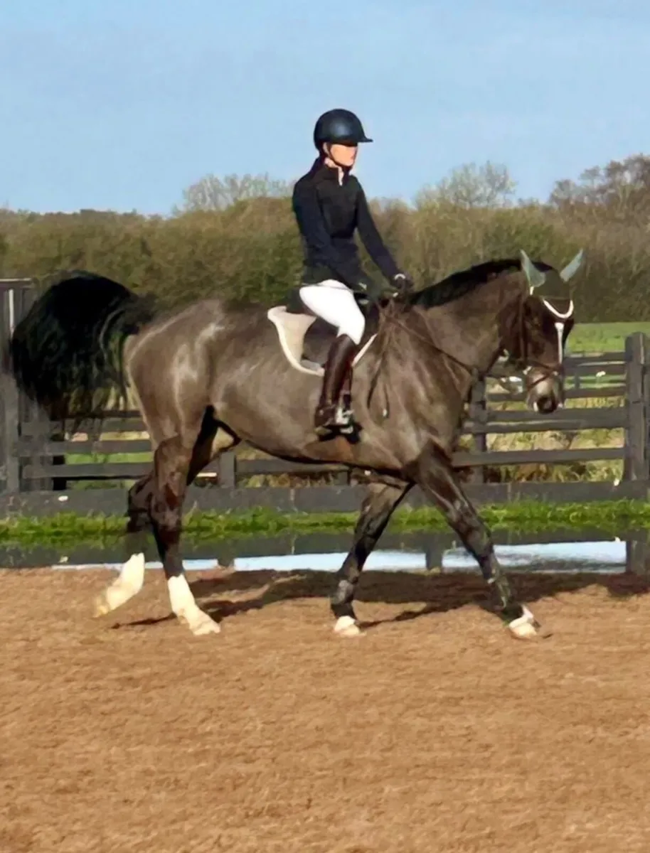 Showjumper - Image 2