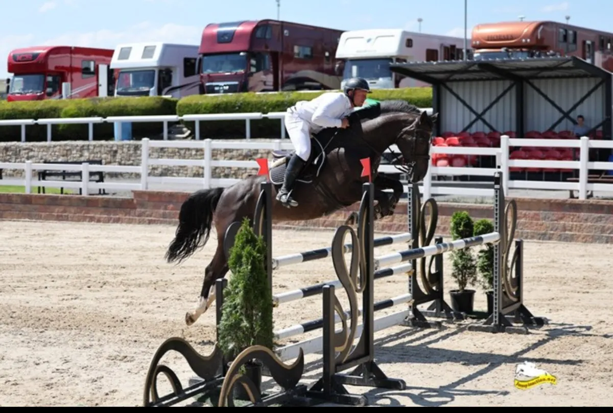 Showjumper - Image 3