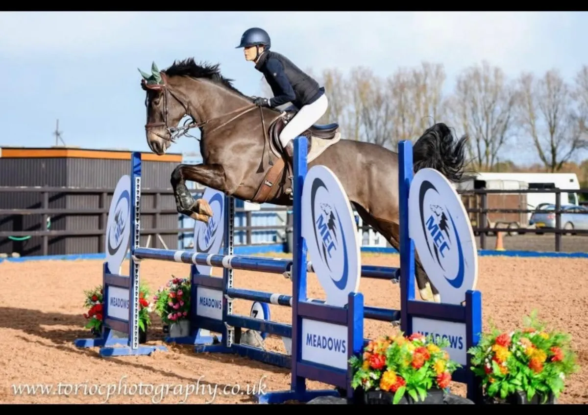 Showjumper - Image 4