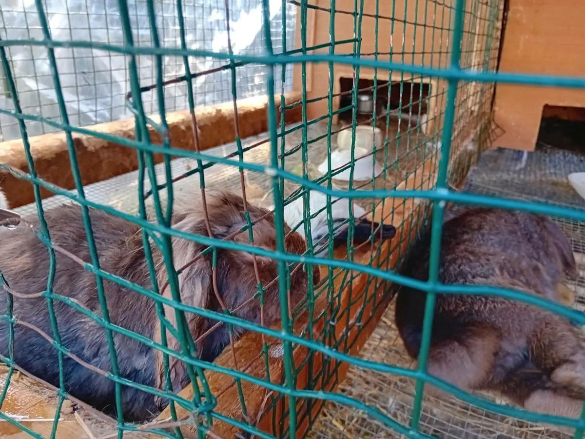 Rabbits for sale - Image 1