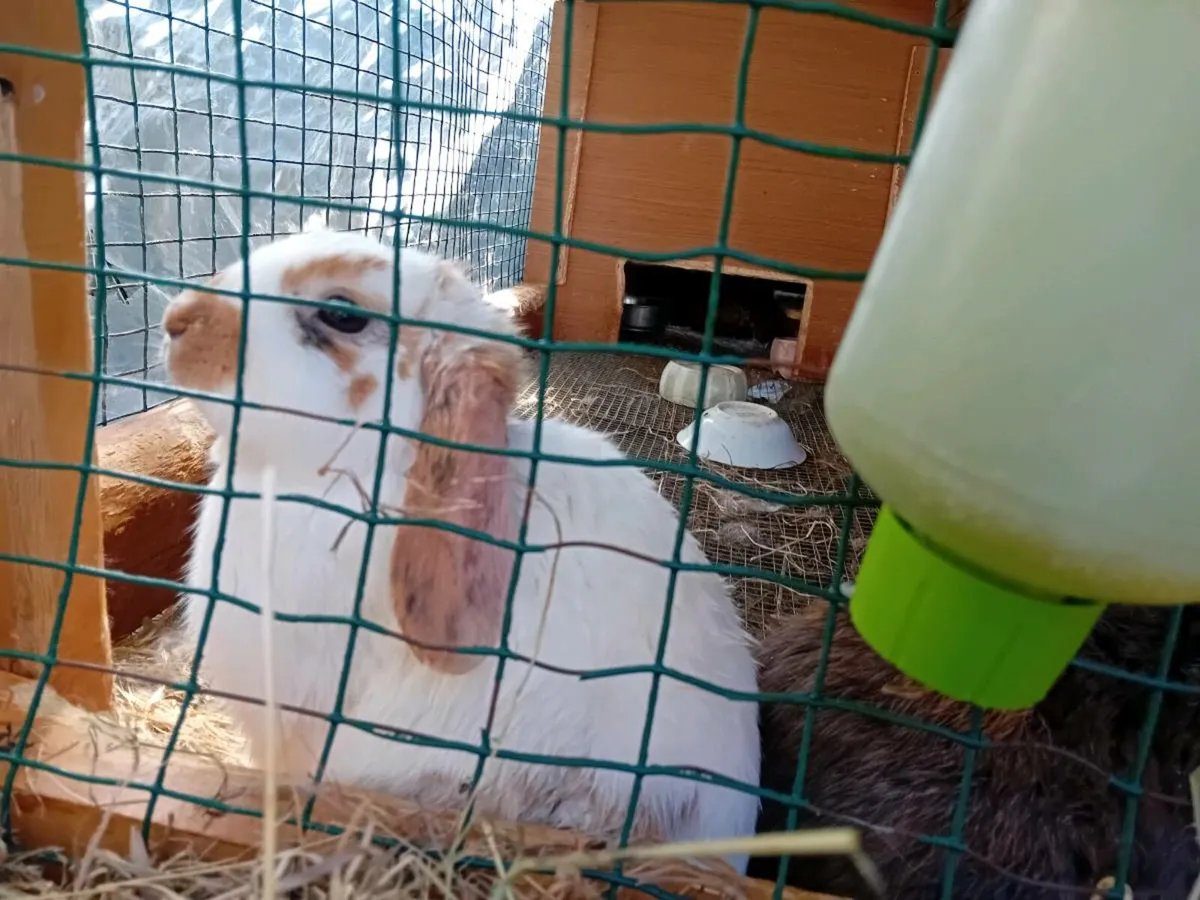 Rabbits for sale - Image 2