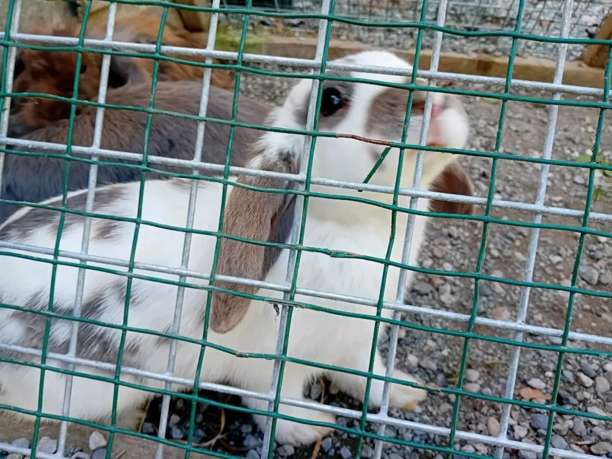 Rabbits for sale - Image 3