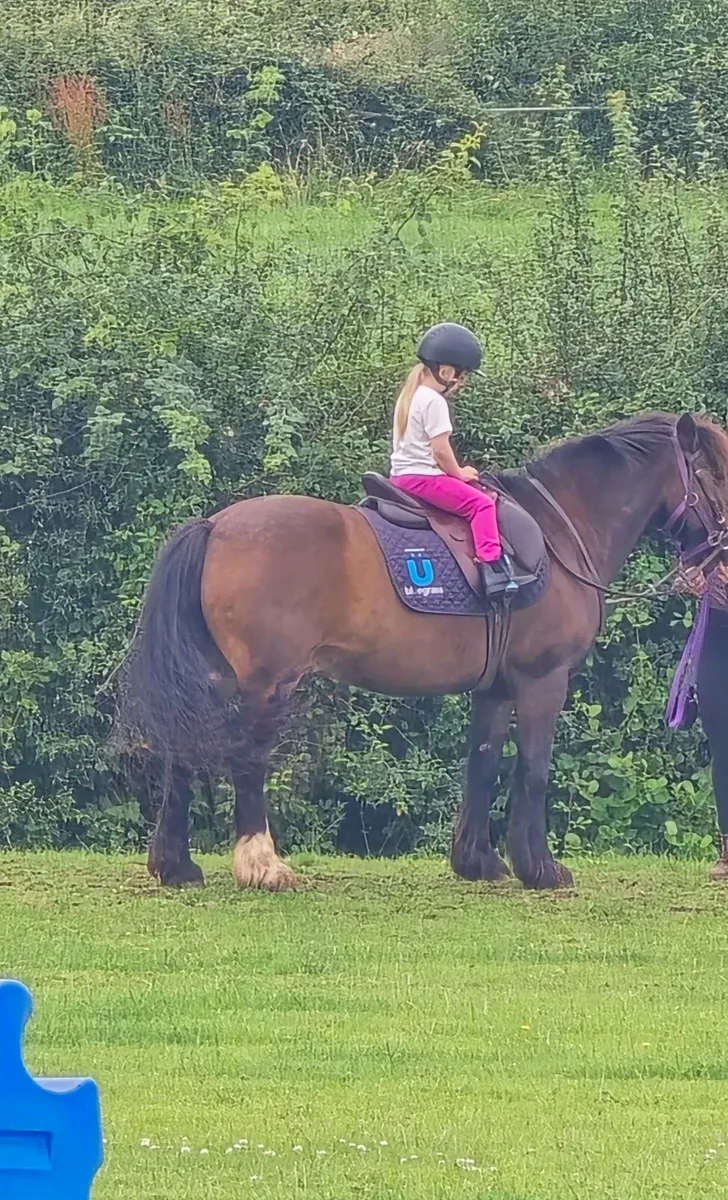 LOOKING!!! 11.3-13HH