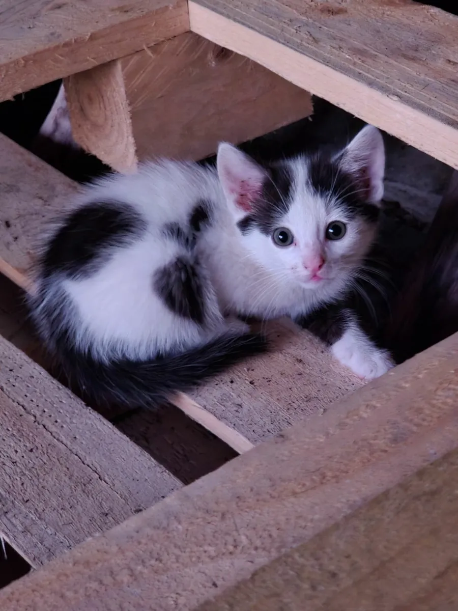 Female kittens - Image 1