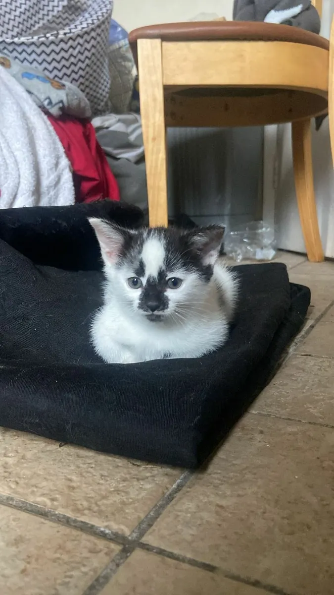 Kittens - Image 2