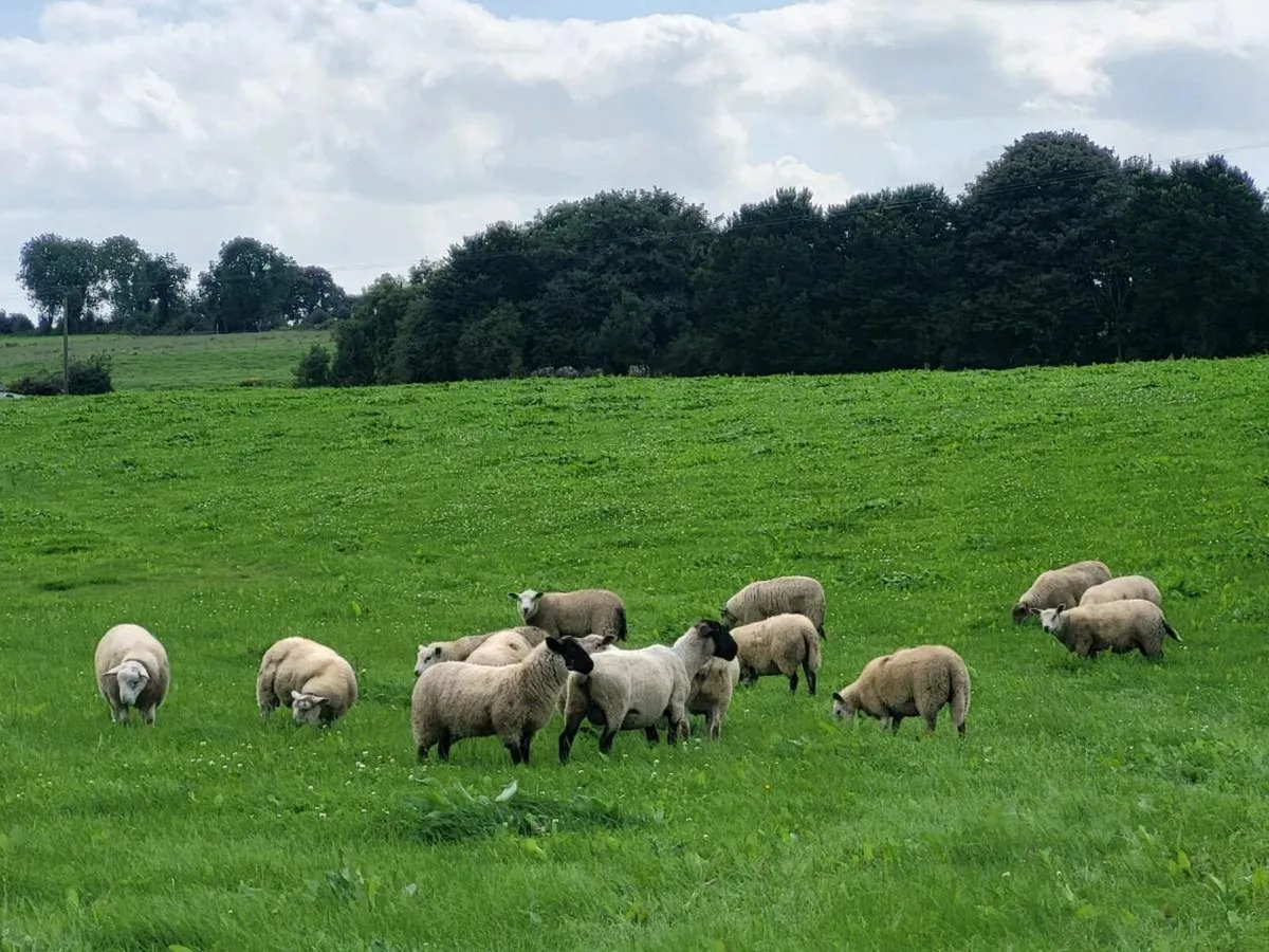 Ewe Lambs for sale - Image 1