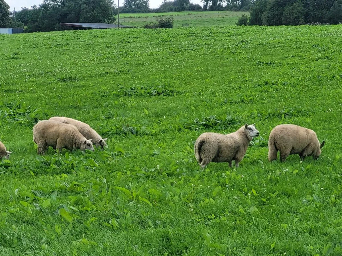 Ewe Lambs for sale - Image 2