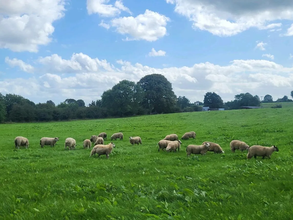 Ewe Lambs for sale - Image 3