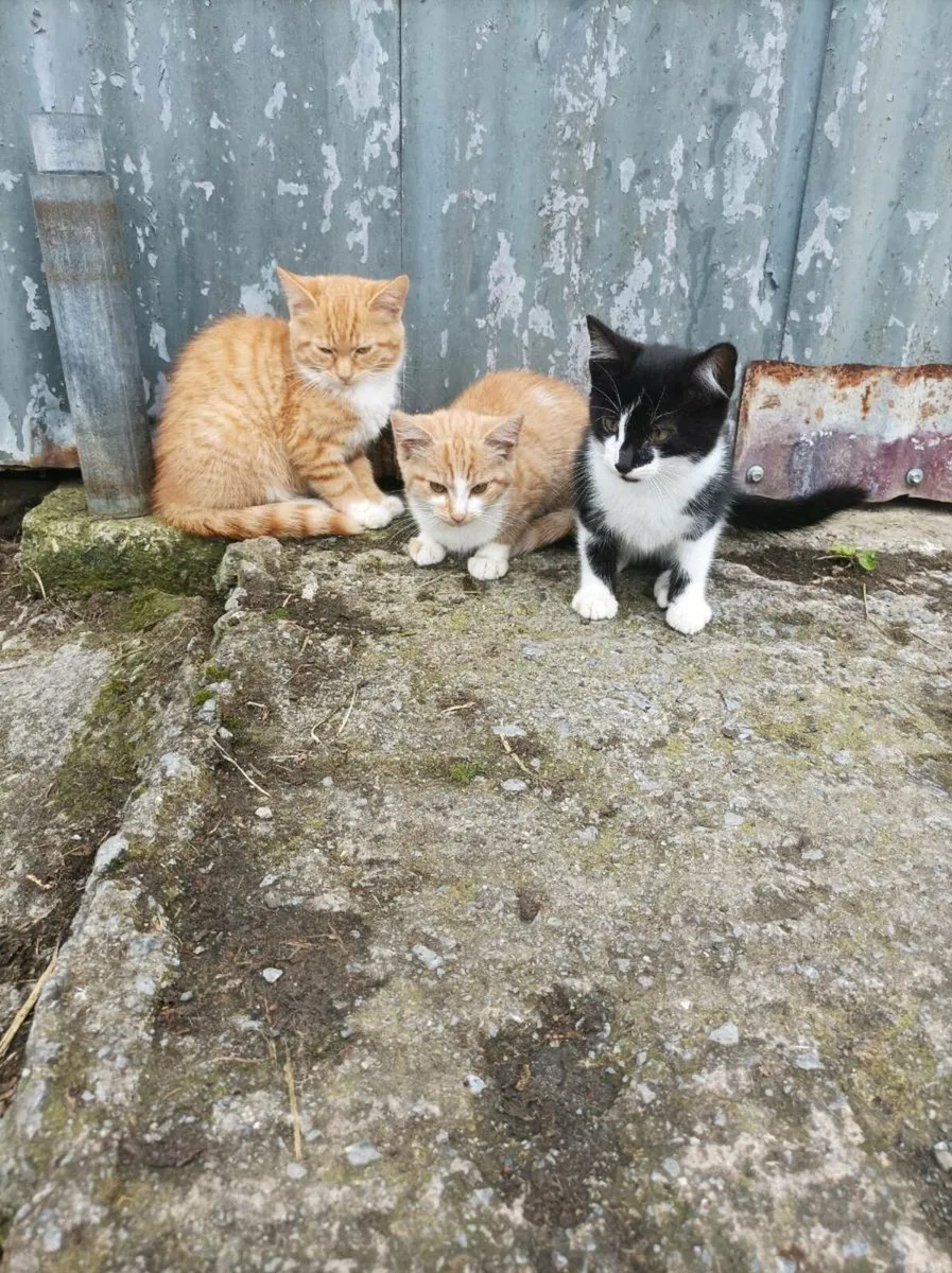 Kittens - Image 1